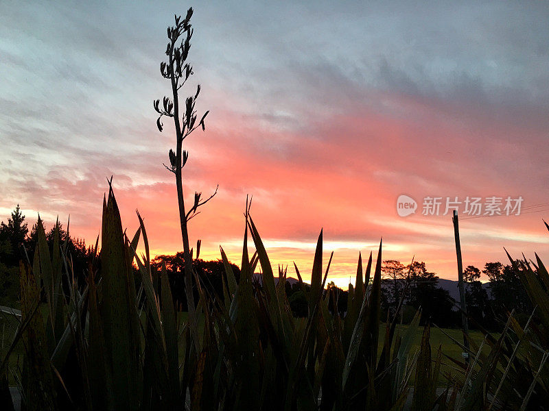 Phormium Sunset，新西兰农村